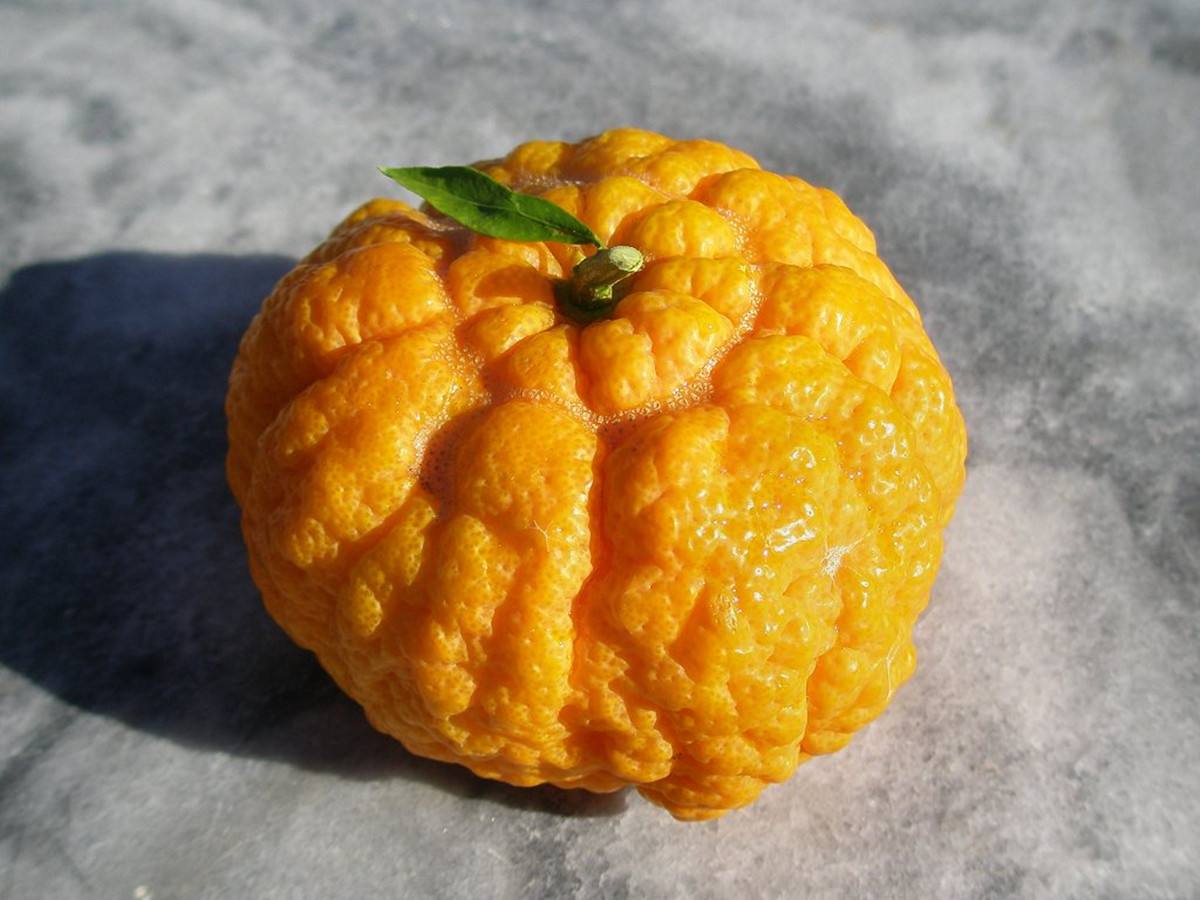 柑橘图片_黄的柑橘图片大全 - 花卉网