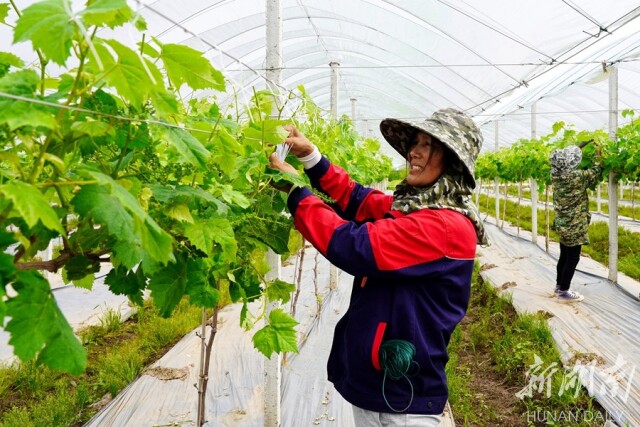 万庾镇:湘北粮仓的振兴诗篇