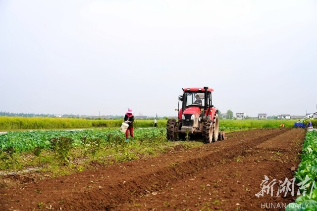 万庾镇:湘北粮仓的振兴诗篇
