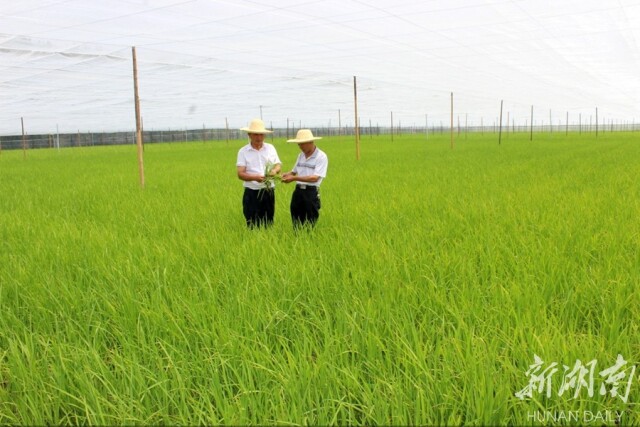万庾镇:湘北粮仓的振兴诗篇