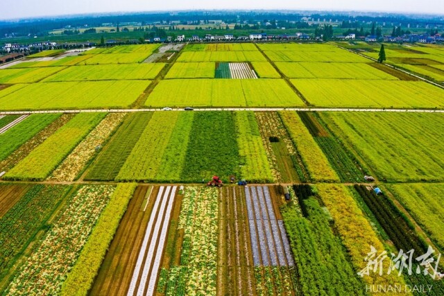 万庾镇:湘北粮仓的振兴诗篇