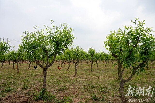 万庾镇:湘北粮仓的振兴诗篇