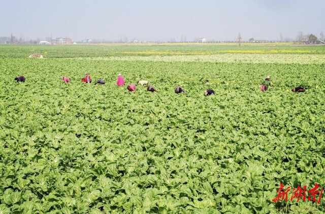 喜迎二十大|向水而强!华容凭什么做优“江湖文章”