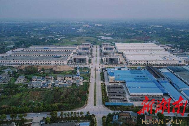 华容芥菜,浴火重生!