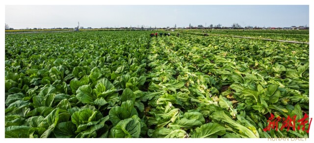 华容芥菜,浴火重生!