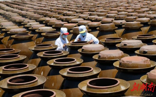 华容芥菜,浴火重生!