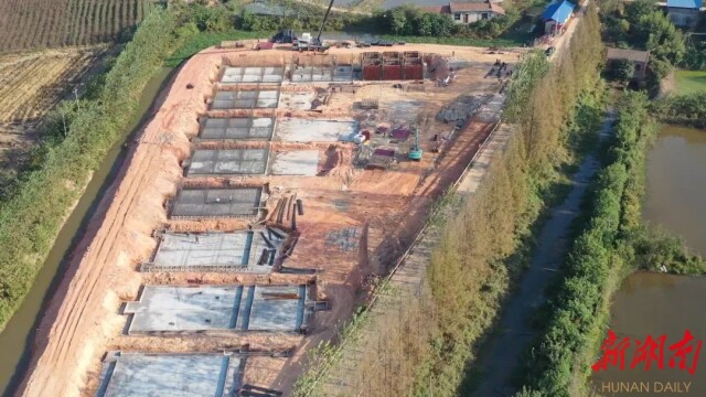 华容芥菜,浴火重生!