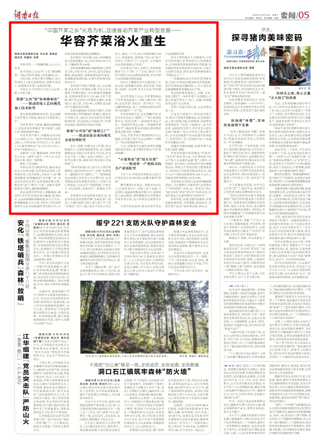 华容芥菜,浴火重生!