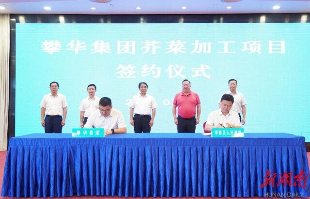 华容芥菜,浴火重生!