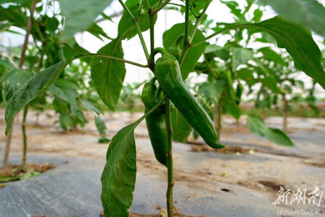 治河渡镇:稻香鱼肥蔬果足 农旅观光效益丰