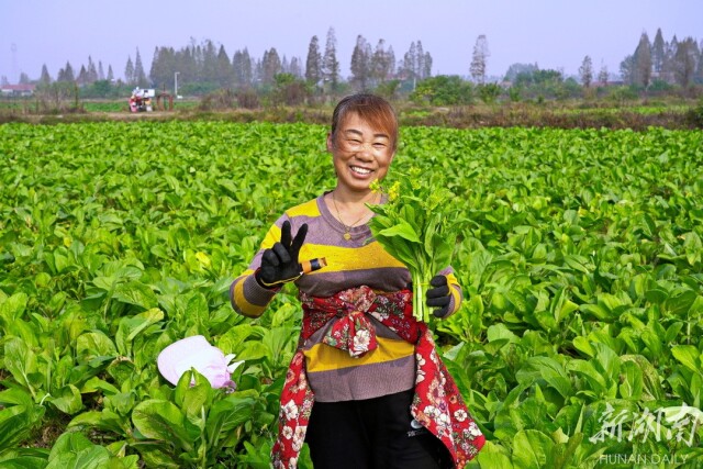 治河渡镇:稻香鱼肥蔬果足 农旅观光效益丰