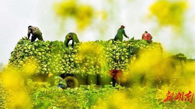 湖南日报·新春走基层| 华容菜农的幸福年