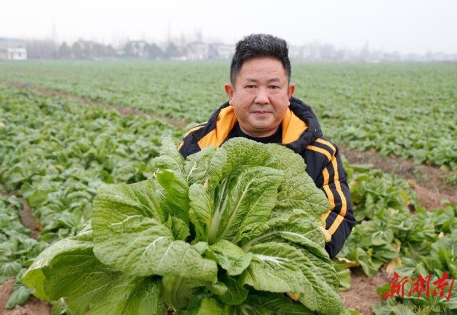 湖南日报·新春走基层| 华容菜农的幸福年