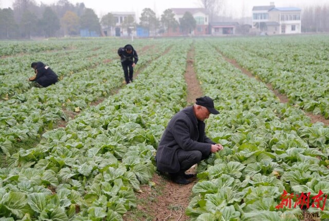 湖南日报·新春走基层| 华容菜农的幸福年