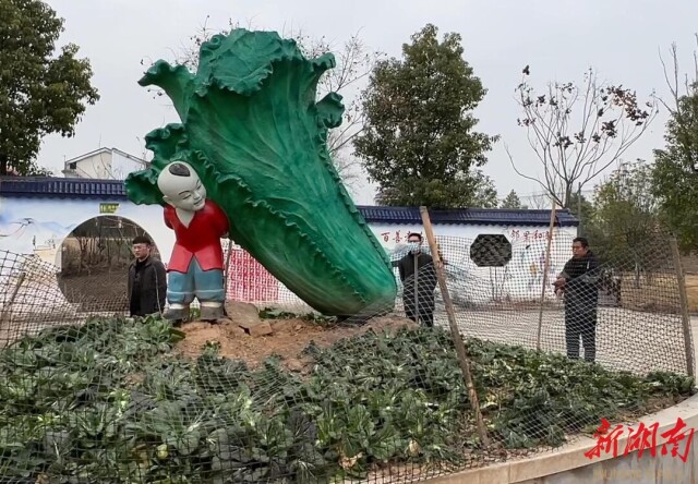 湖南日报·新春走基层| 华容菜农的幸福年