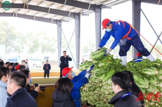 华容芥菜,迎来春天